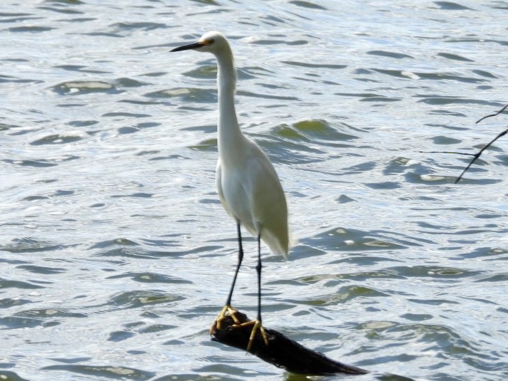 Snowy Egret - ML643714277