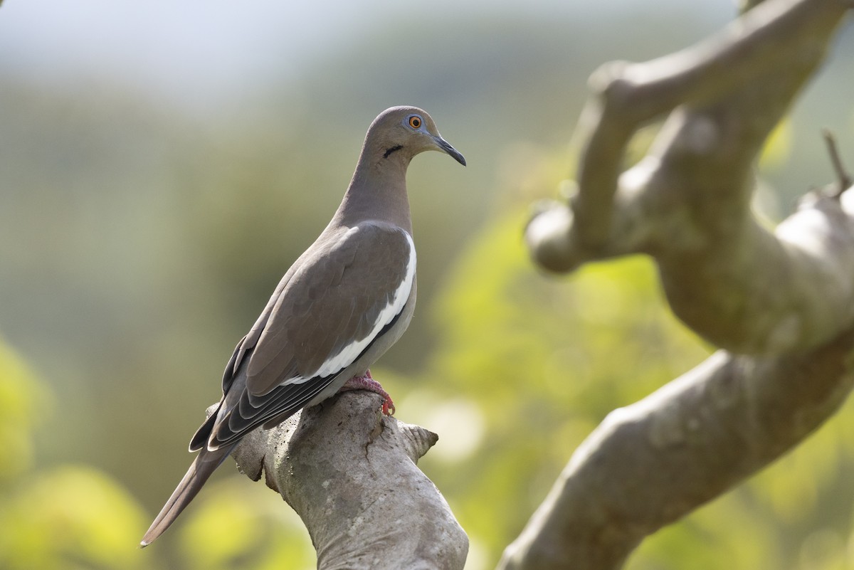White-winged Dove - ML643714279