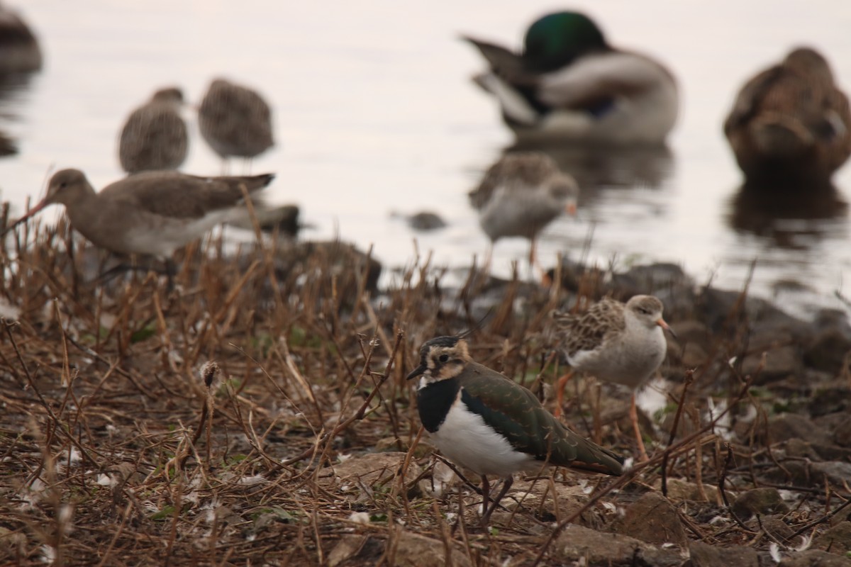 Northern Lapwing - ML643714283