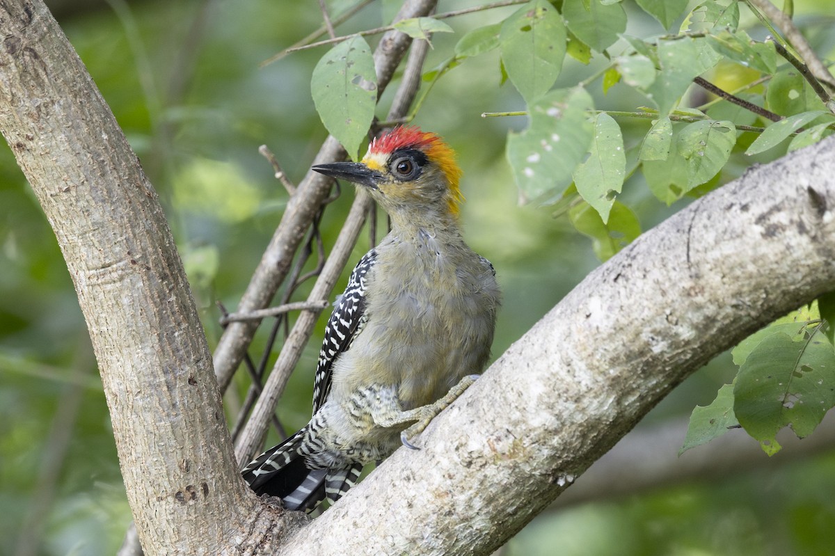 Golden-cheeked Woodpecker - ML643714288
