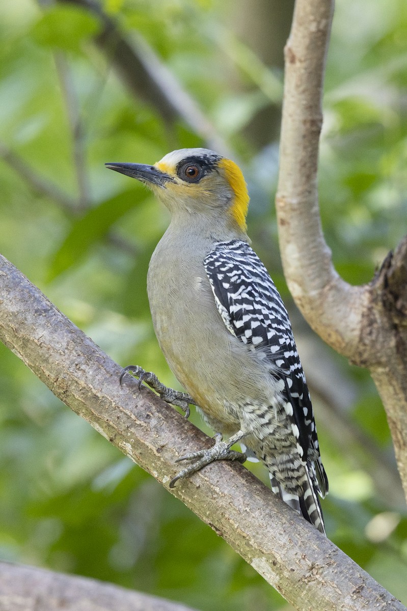 Golden-cheeked Woodpecker - ML643714289