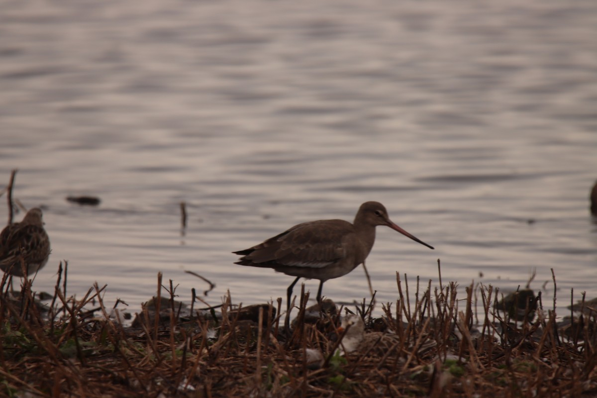 Black-tailed Godwit - ML643714296