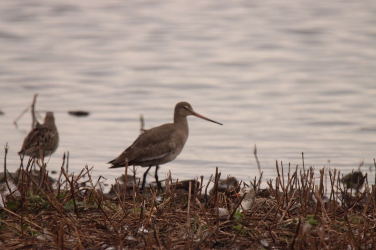 Black-tailed Godwit - ML643714297