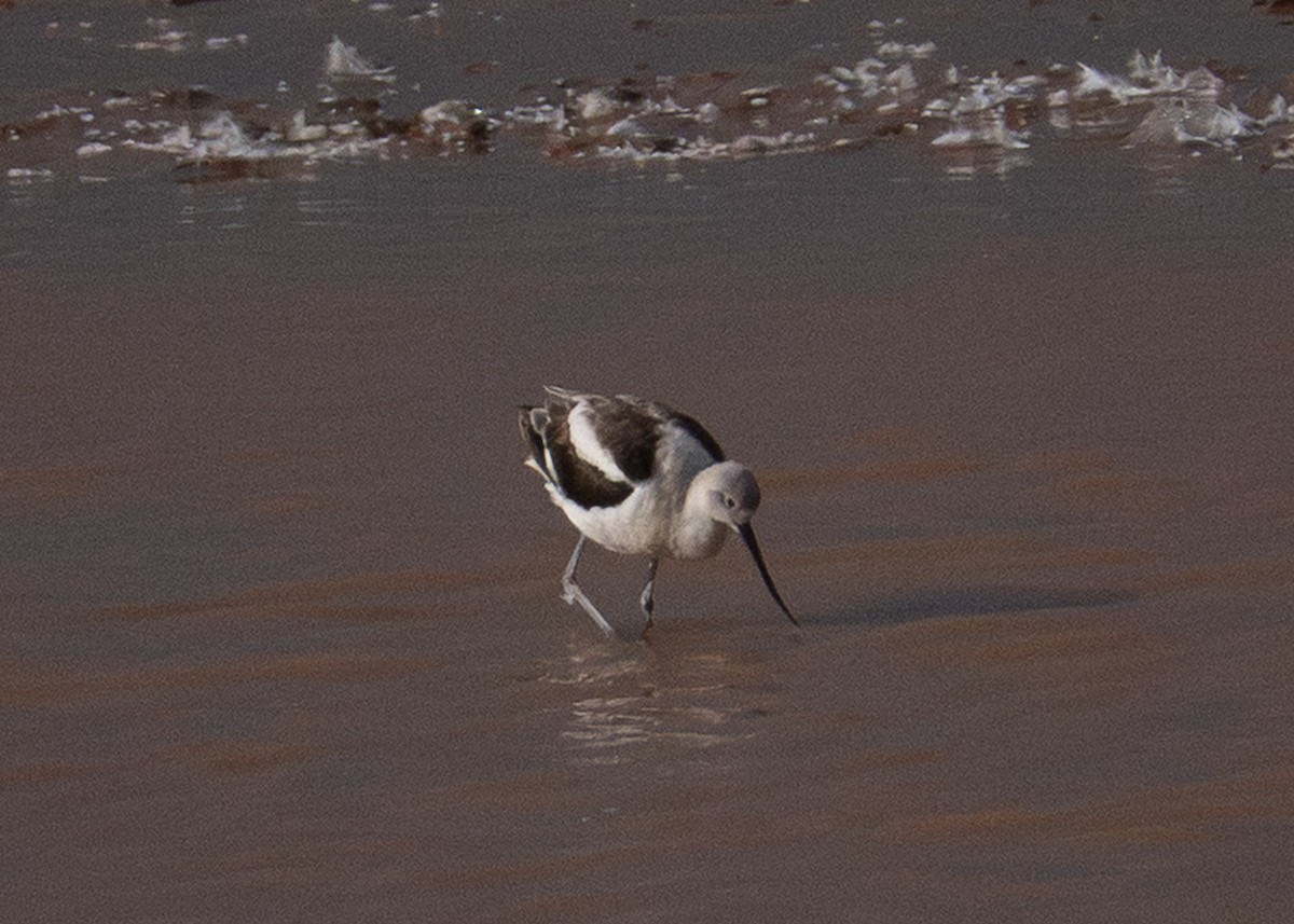 American Avocet - ML643714309