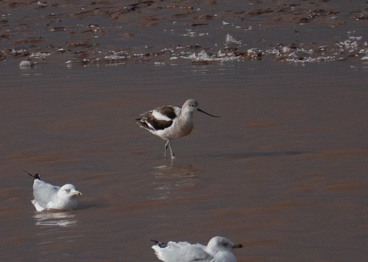 American Avocet - ML643714310