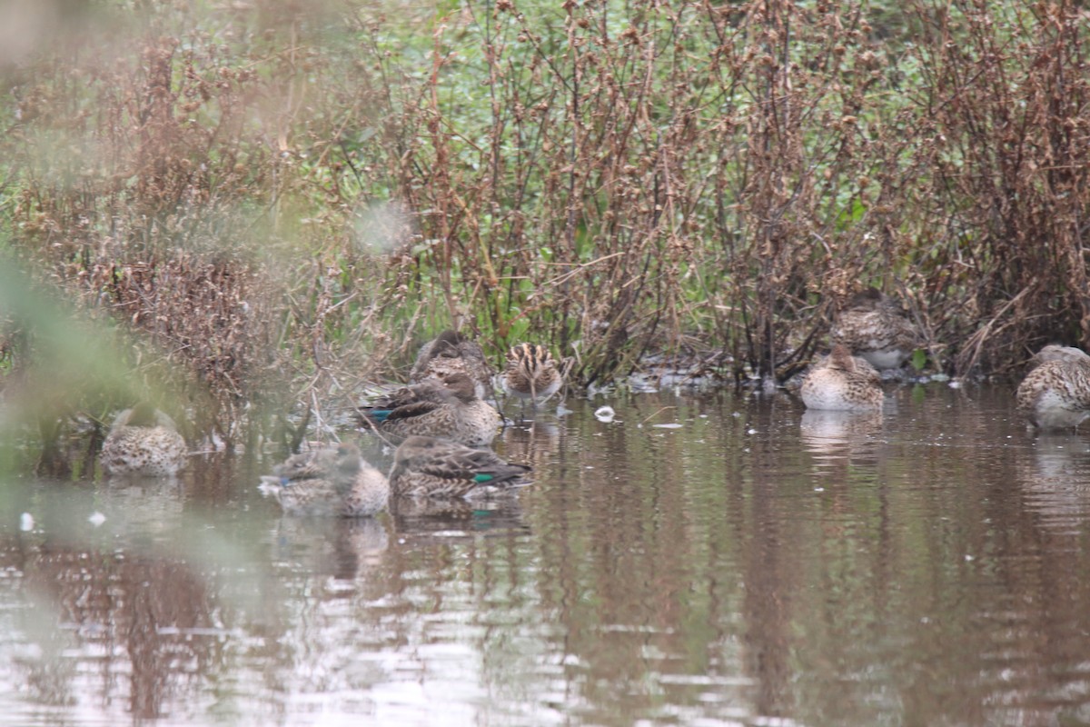 Common Snipe - ML643714320