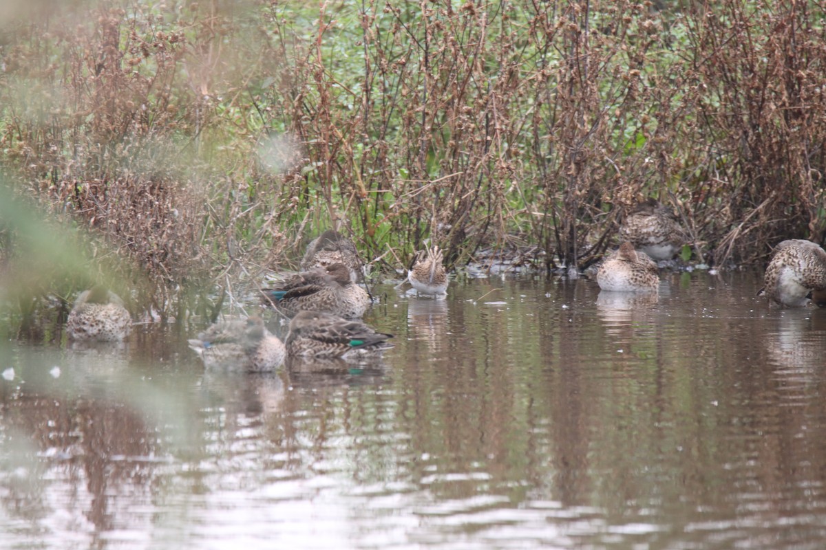 Common Snipe - ML643714321