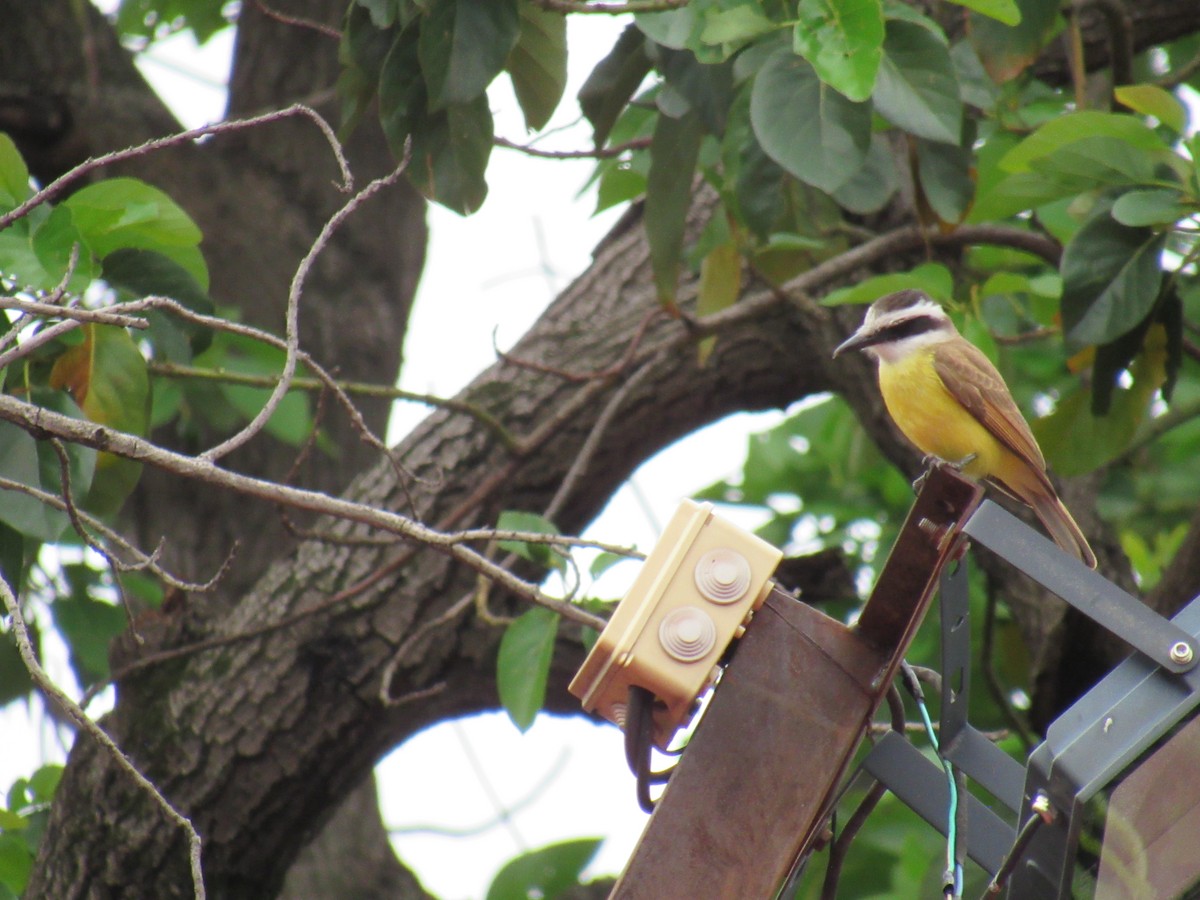 Great Kiskadee - ML643714322