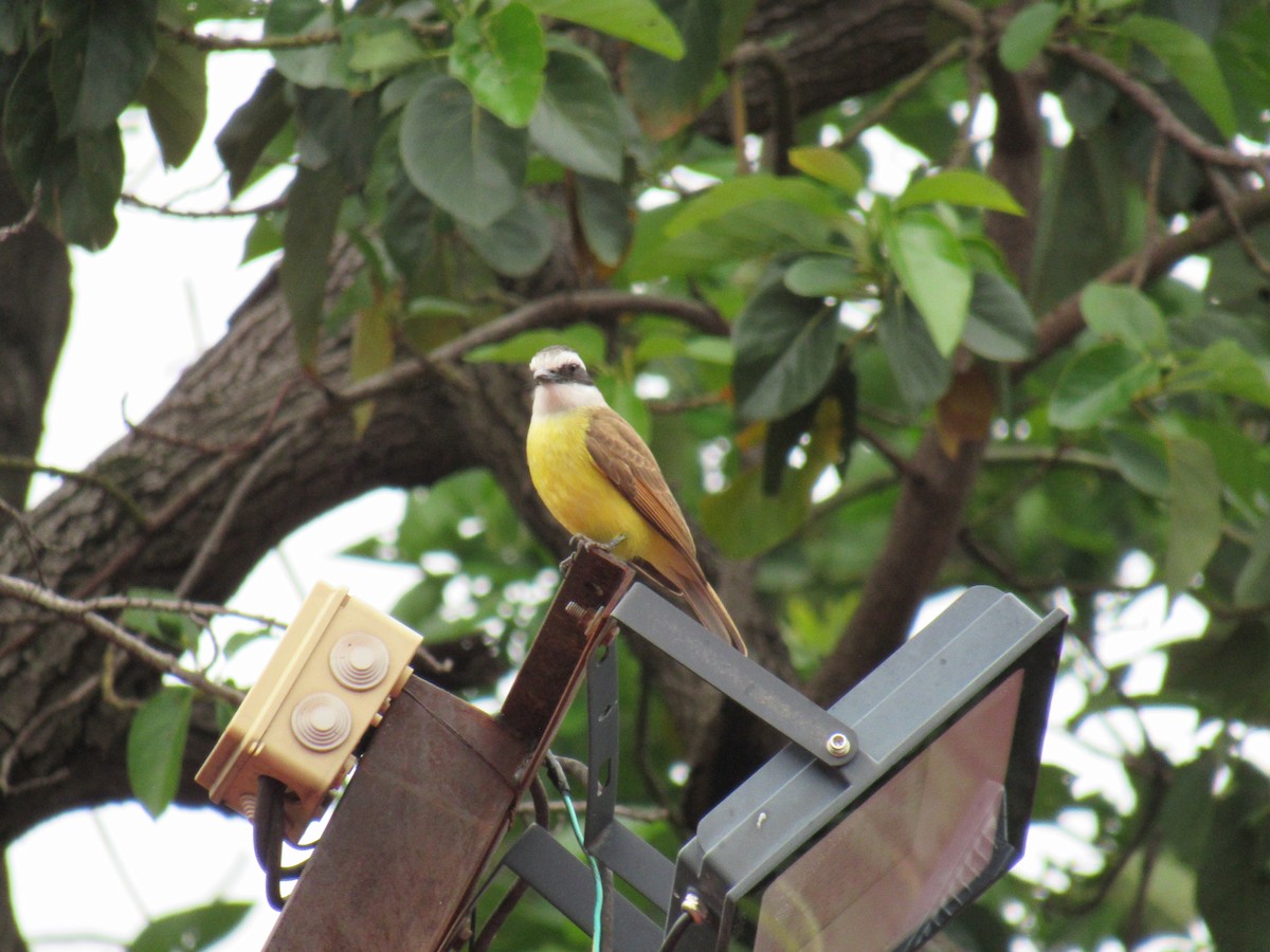 Great Kiskadee - ML643714324