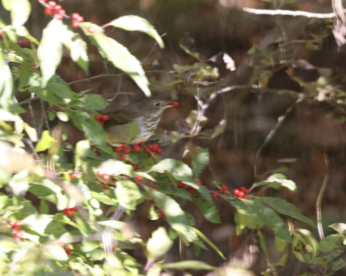 Hermit Thrush - ML643714335