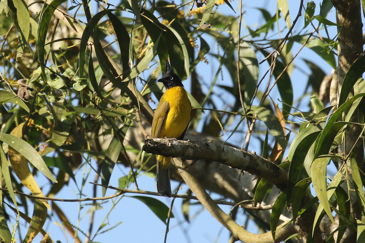 Black-crested Bulbul - ML643714354
