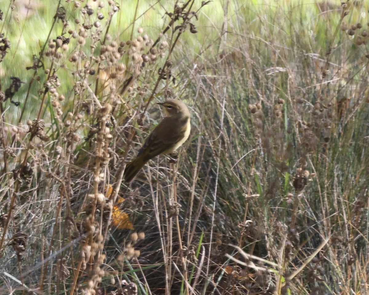 Palm Warbler (Yellow) - ML643714356
