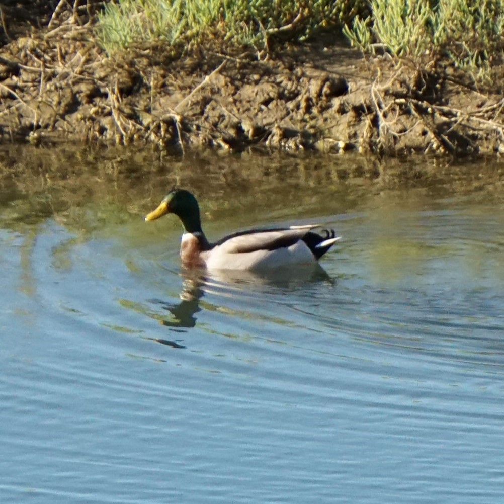 Canard colvert - ML643714362