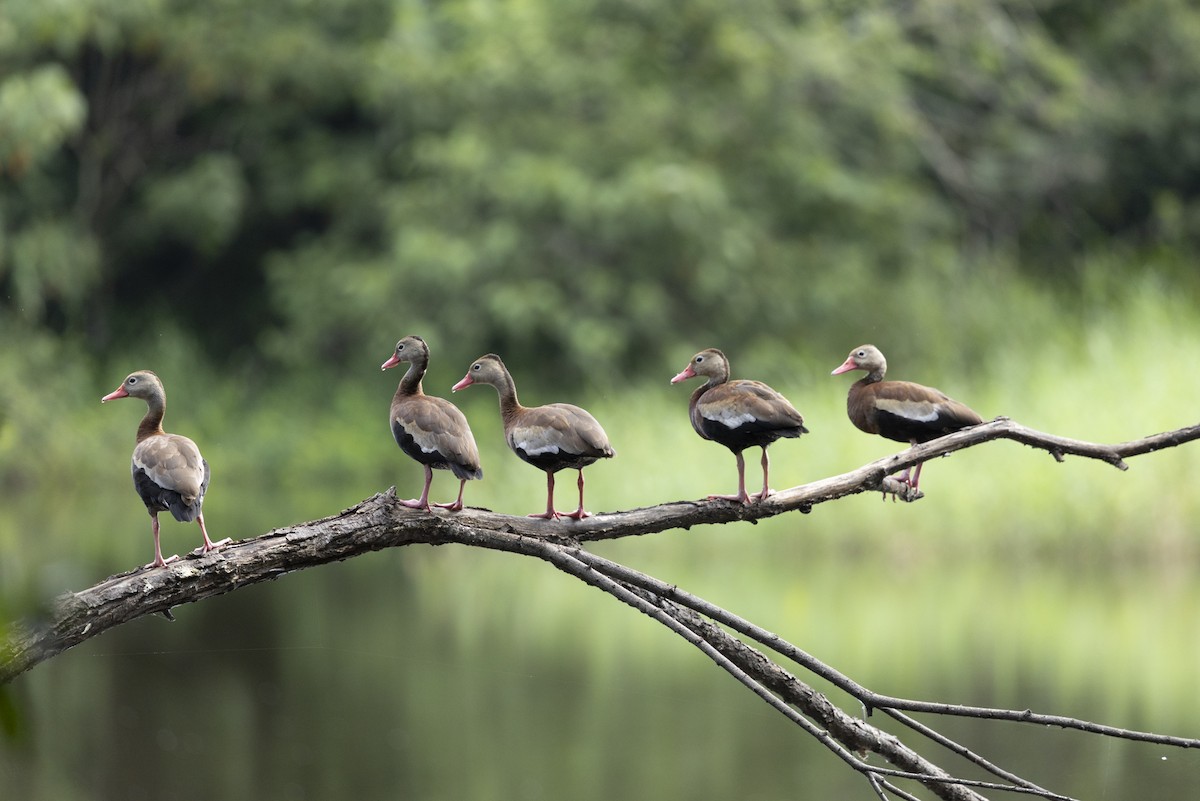 Black-bellied Whistling-Duck - ML643714365