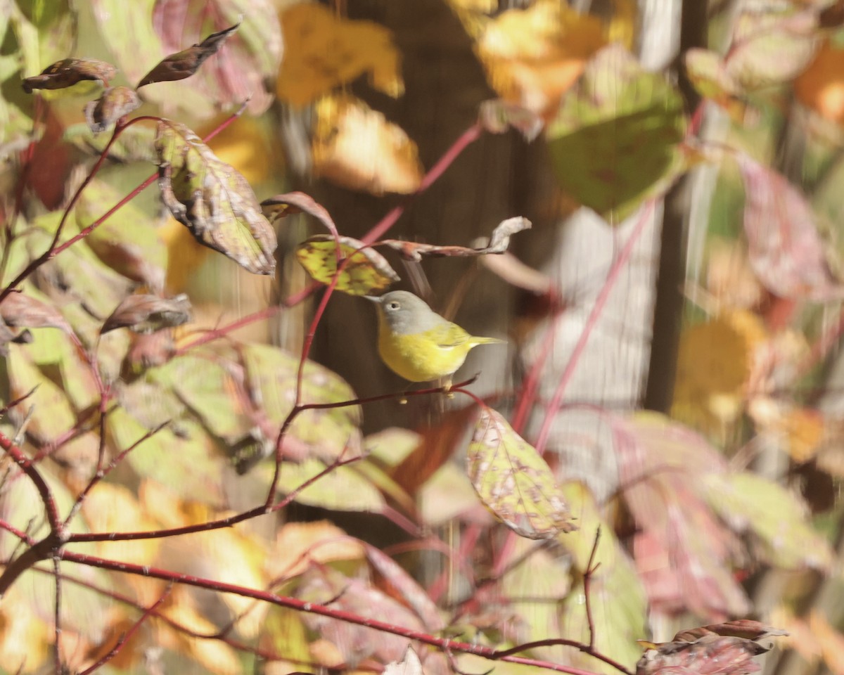 Nashville Warbler - ML643714370