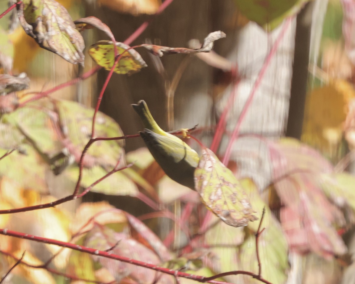 Nashville Warbler - ML643714371