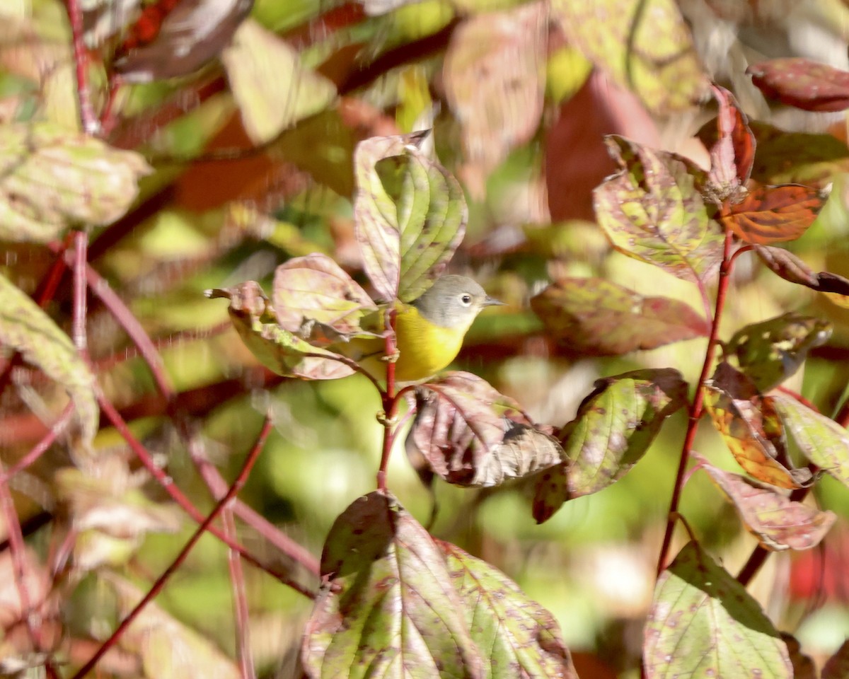 Nashville Warbler - ML643714372