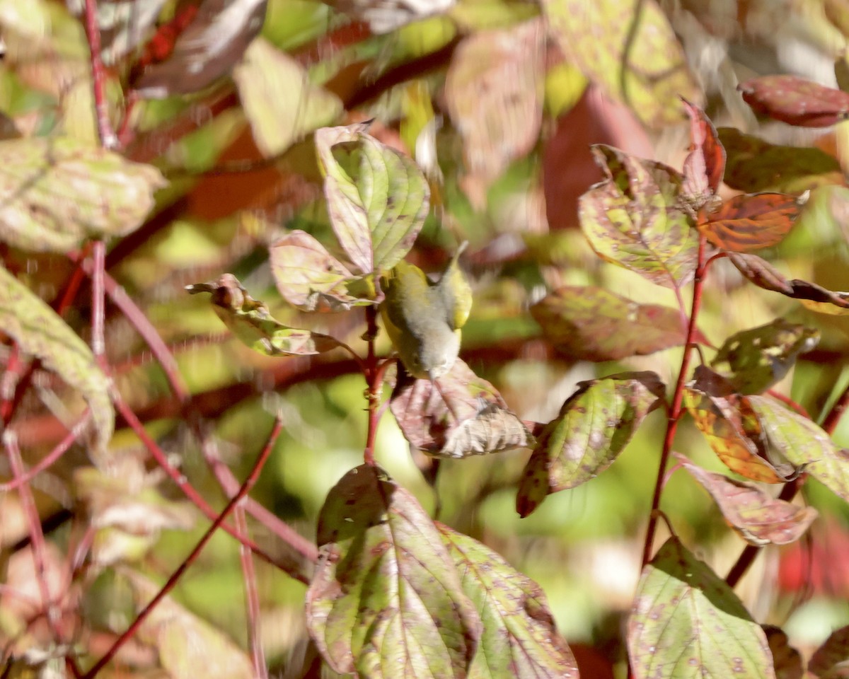 Nashville Warbler - ML643714373