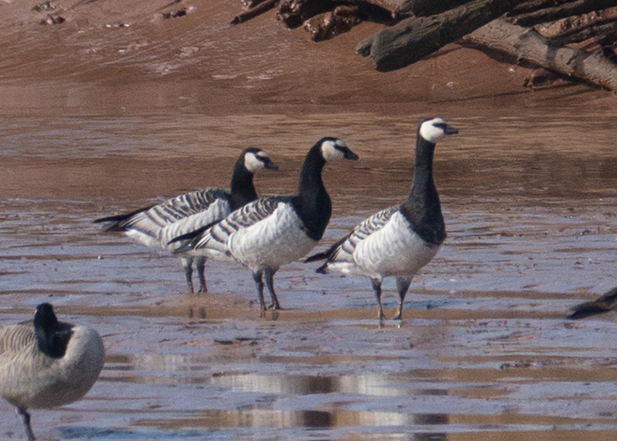 Barnacle Goose - ML643714376