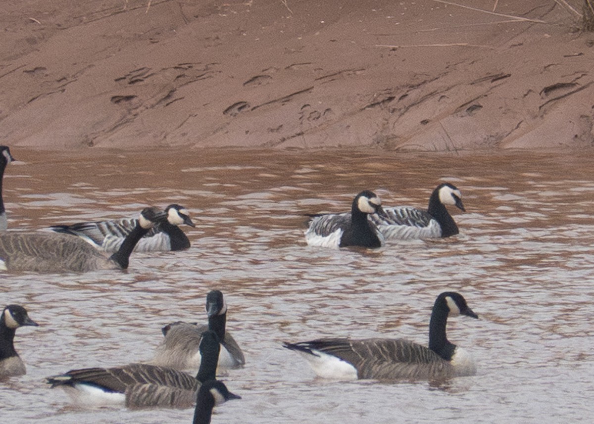 Barnacle Goose - ML643714377