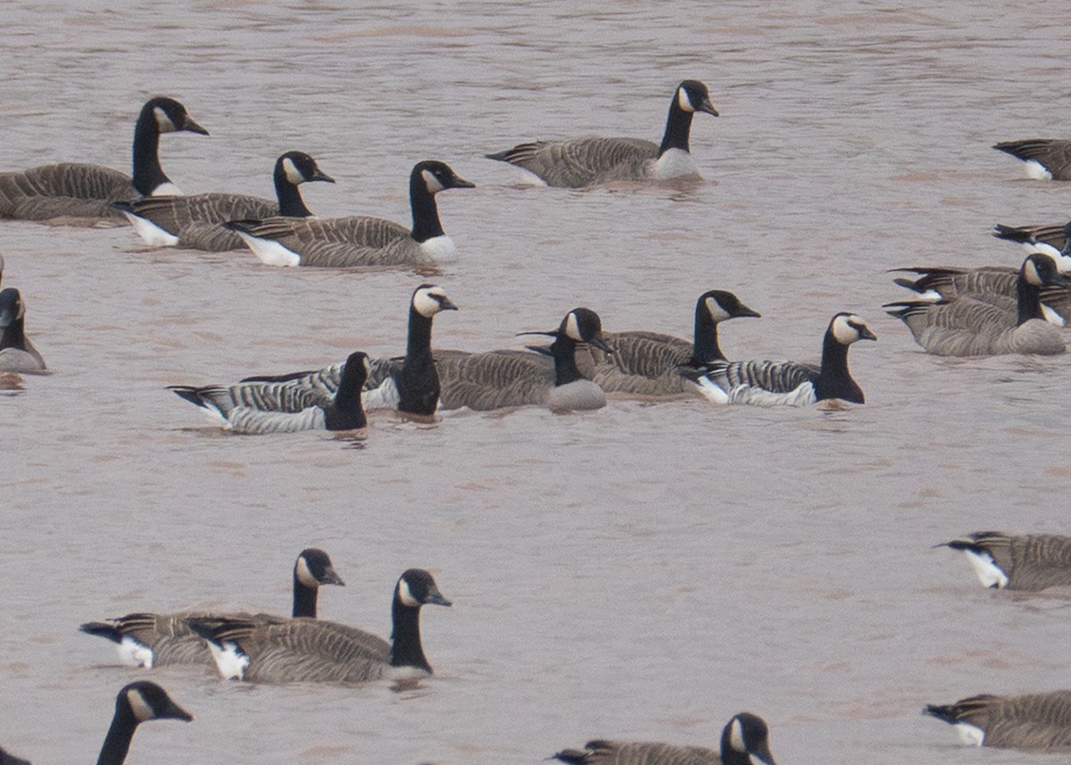 Barnacle Goose - ML643714378