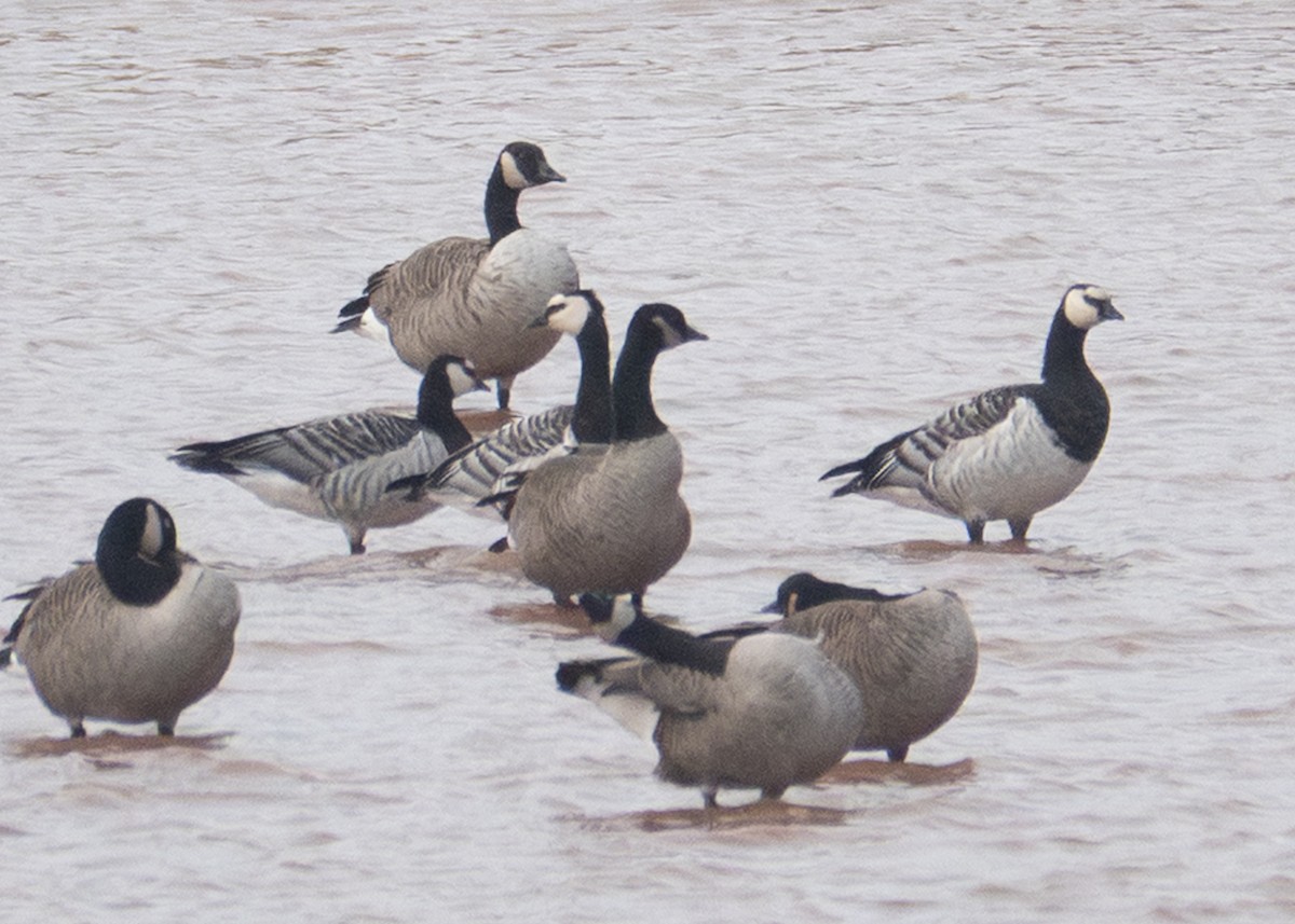 Barnacle Goose - ML643714379