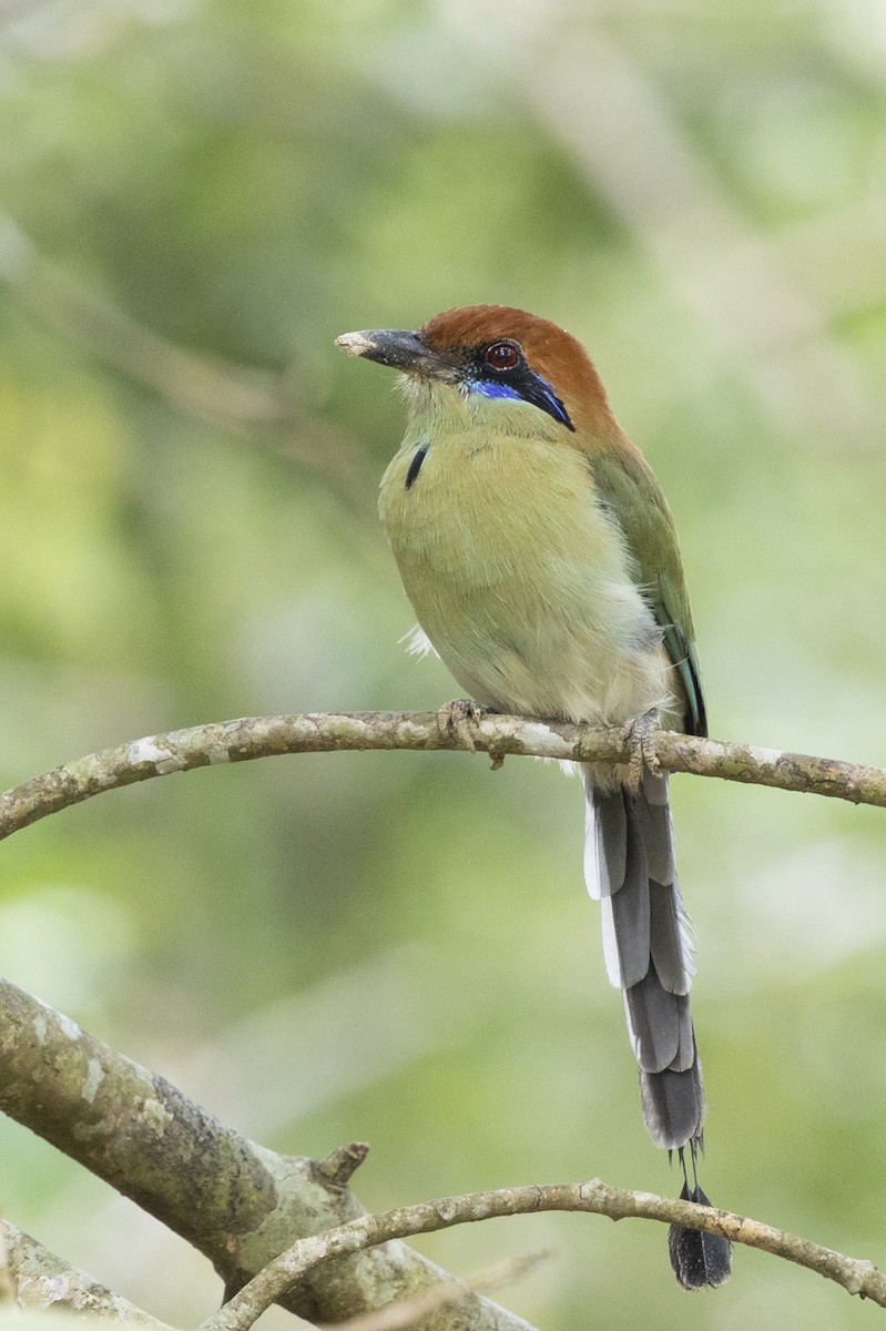 Russet-crowned Motmot - ML643714381
