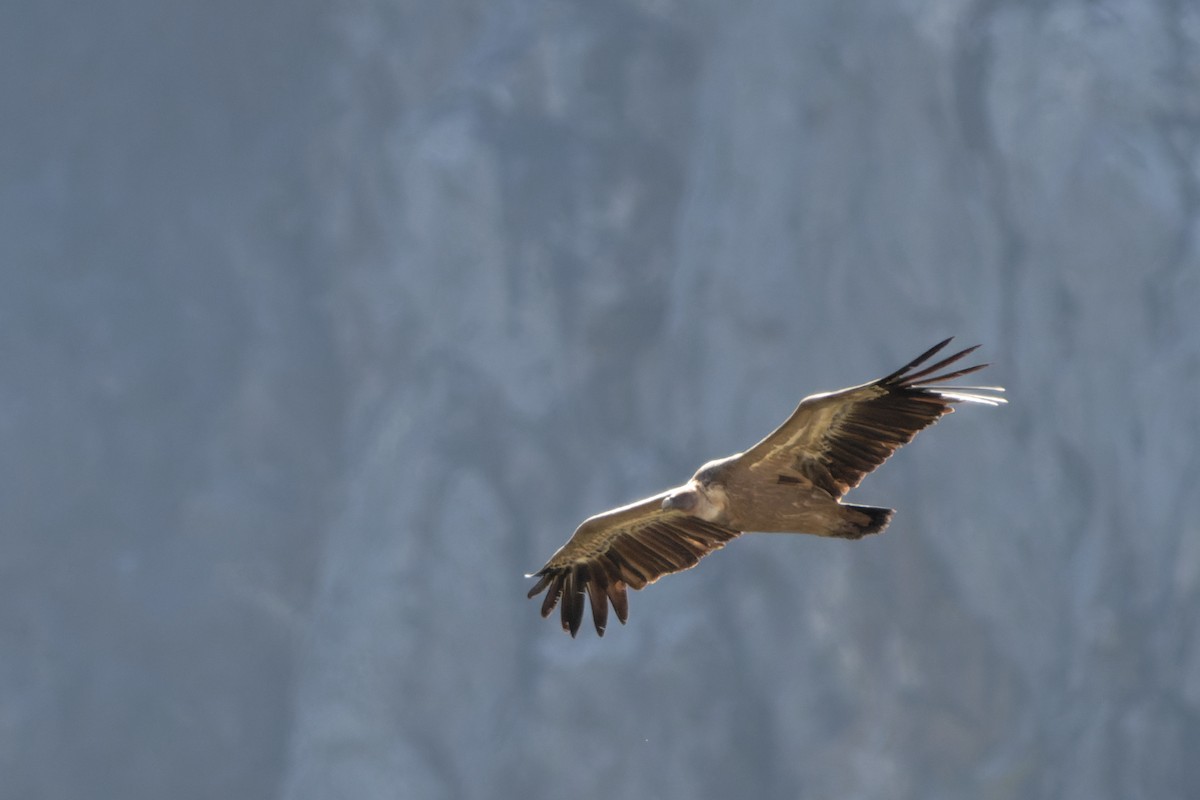 Eurasian Griffon - ML643714385