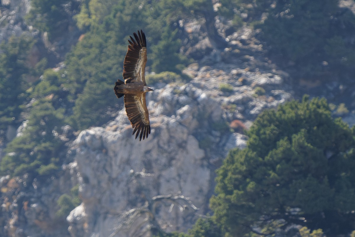 Eurasian Griffon - ML643714386