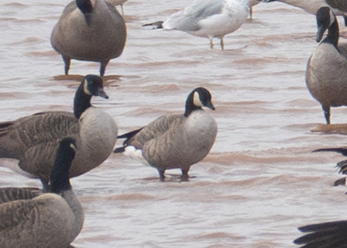 Cackling Goose - ML643714391