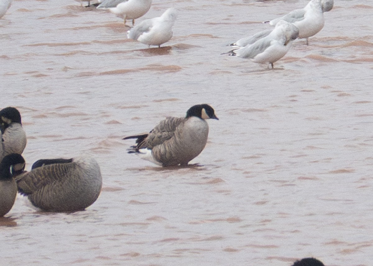 Cackling Goose - ML643714392