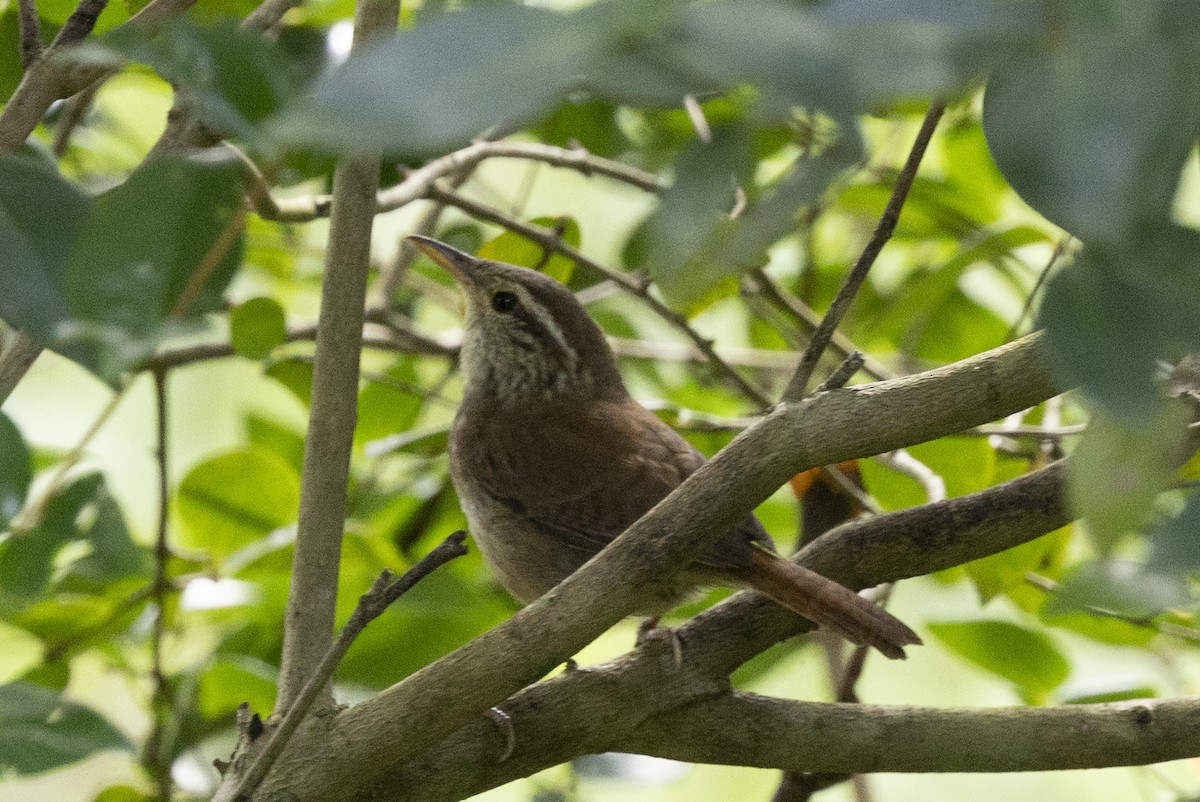 Sinaloa Wren - ML643714396