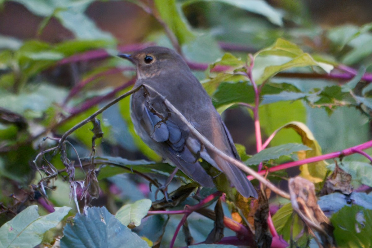 Swainson's Thrush - ML643714398