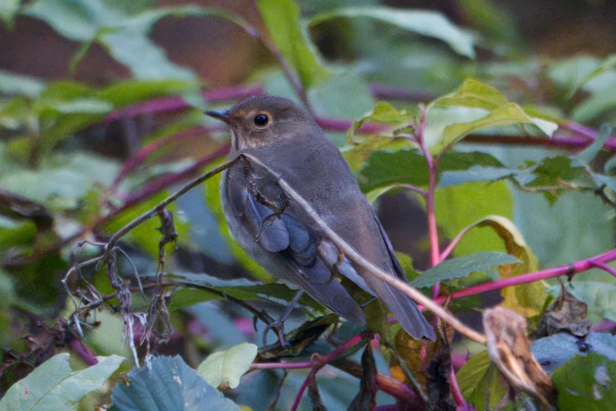 Swainson's Thrush - ML643714399