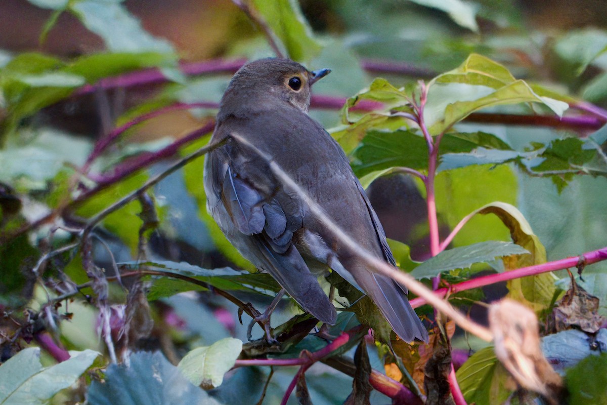 Swainson's Thrush - ML643714400