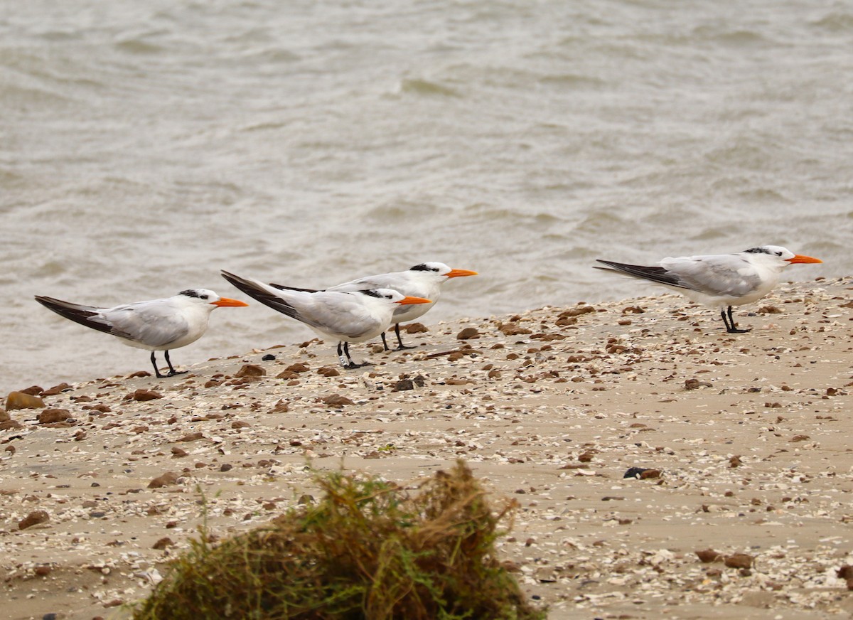 Royal Tern - ML643714403