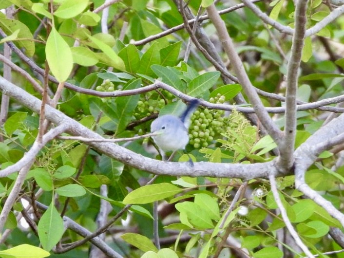 Blue-gray Gnatcatcher - ML643714404