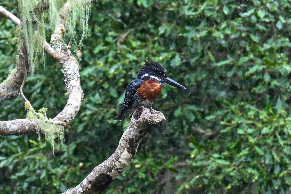 Giant Kingfisher - ML643714406