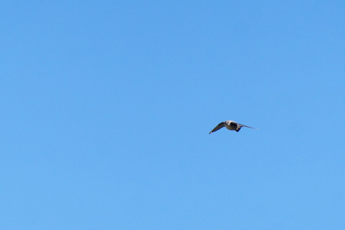 Eurasian Crag-Martin - ML643714415