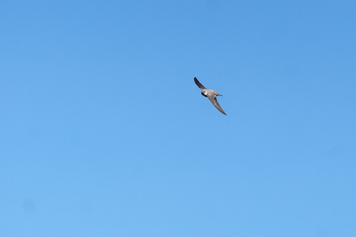 Eurasian Crag-Martin - ML643714416