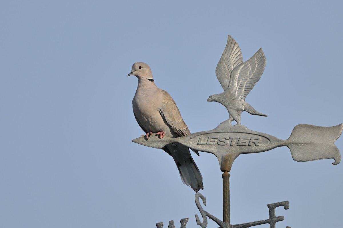 Eurasian Collared-Dove - ML643714422