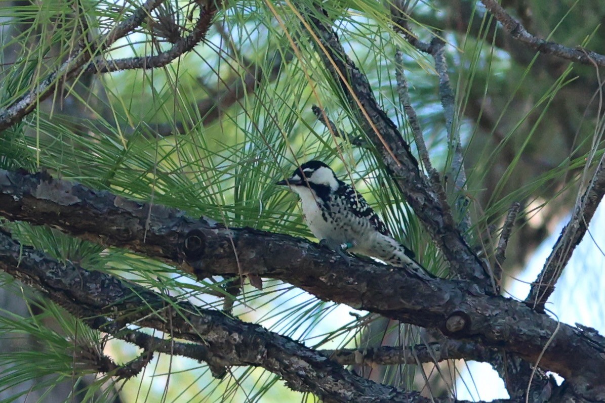 Red-cockaded Woodpecker - ML643714439