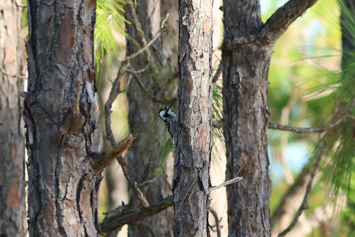 Red-cockaded Woodpecker - ML643714441