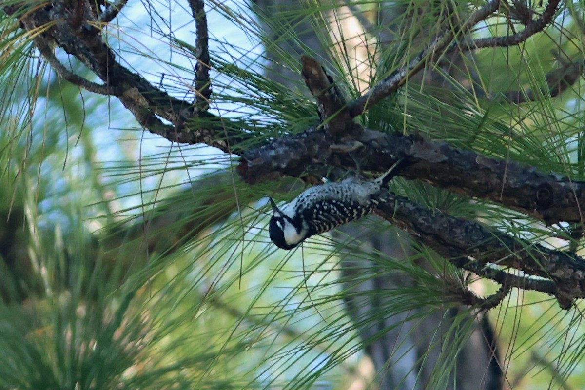 Red-cockaded Woodpecker - ML643714442