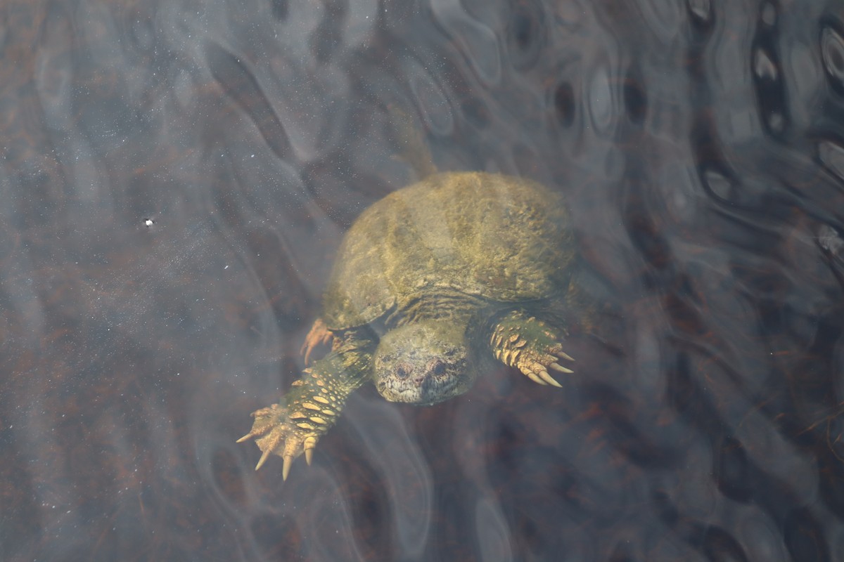 Animals - ML643714445