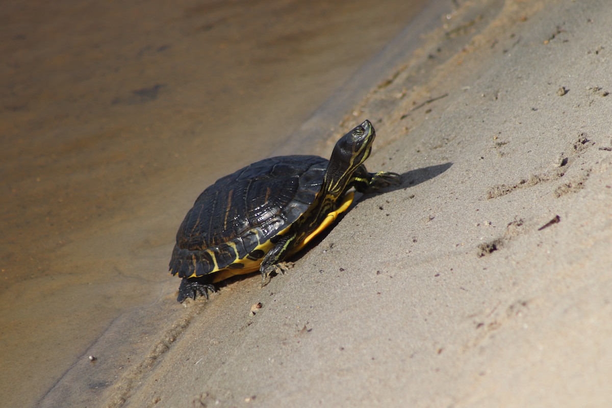 Animals - ML643714446