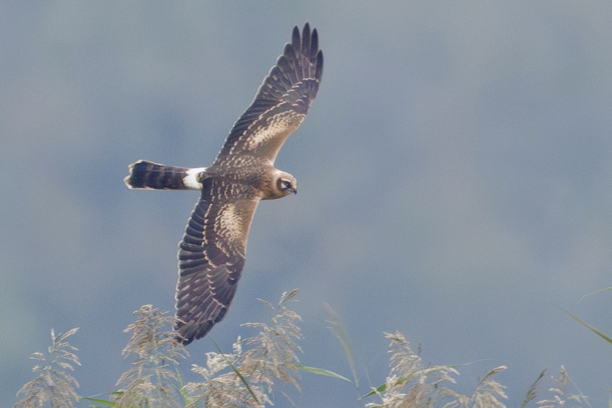 Busard pâle - ML643714451