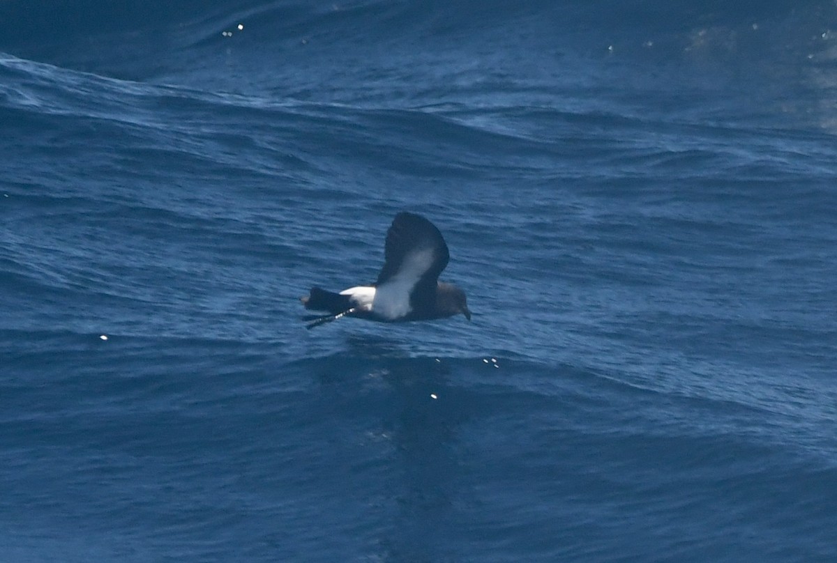Black-bellied Storm-Petrel - ML643714456