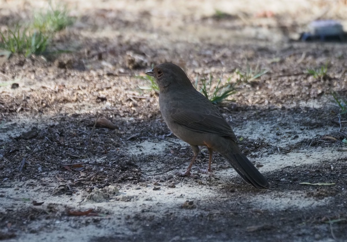 California Towhee - ML643714472