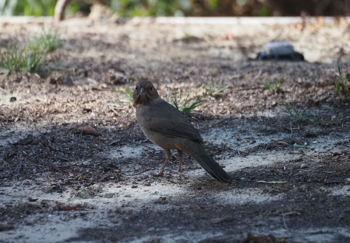 California Towhee - ML643714473